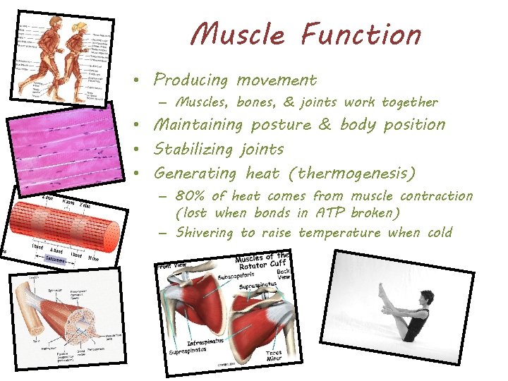 Muscle Function • Producing movement – Muscles, bones, & joints work together • Maintaining