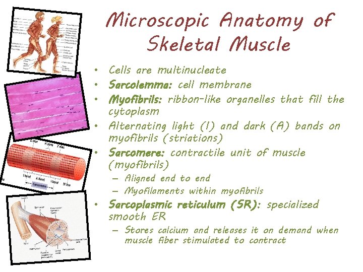 Microscopic Anatomy of Skeletal Muscle • Cells are multinucleate • Sarcolemma: cell membrane •