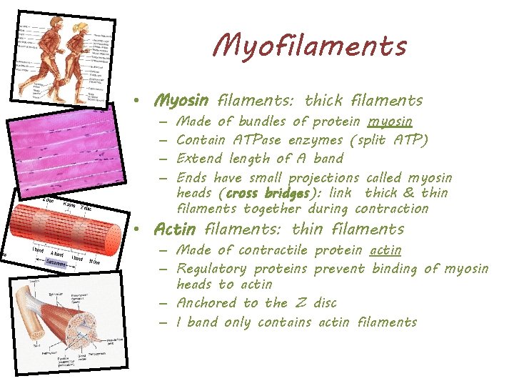 Myofilaments • Myosin filaments: thick filaments – – Made of bundles of protein myosin