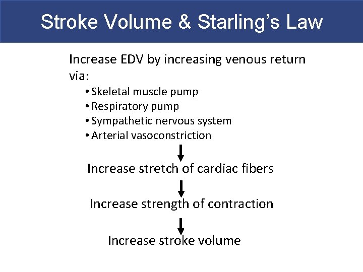 Stroke Volume & Starling’s Law Increase EDV by increasing venous return via: • Skeletal