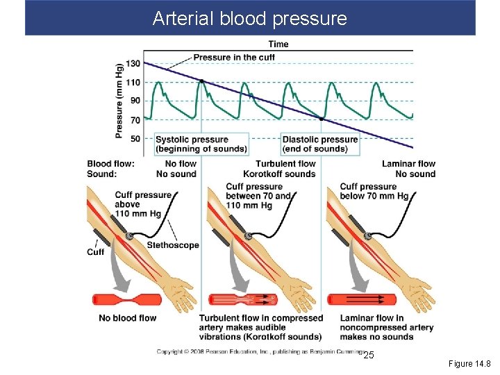 Arterial blood pressure 25 Figure 14. 8 