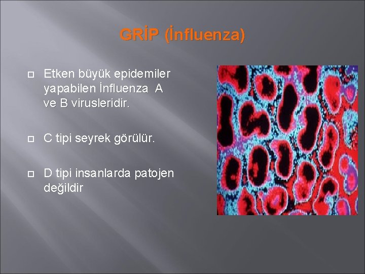 GRİP (İnfluenza) Etken büyük epidemiler yapabilen İnfluenza A ve B virusleridir. C tipi seyrek