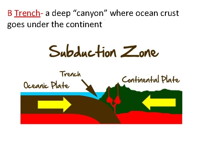 B Trench- a deep “canyon” where ocean crust goes under the continent. 