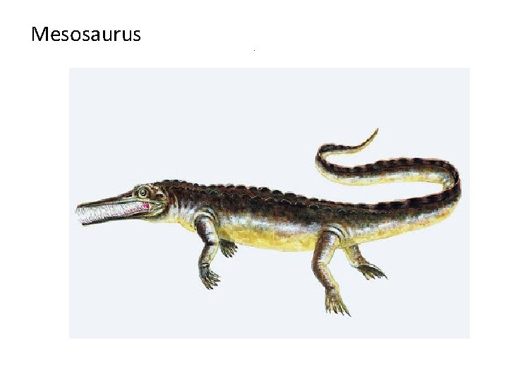 Mesosaurus . 