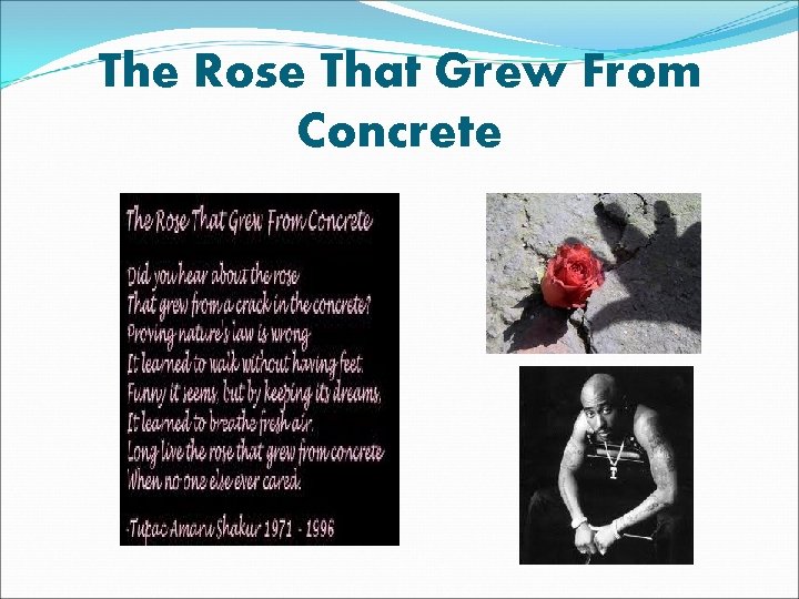 The Rose That Grew From Concrete 
