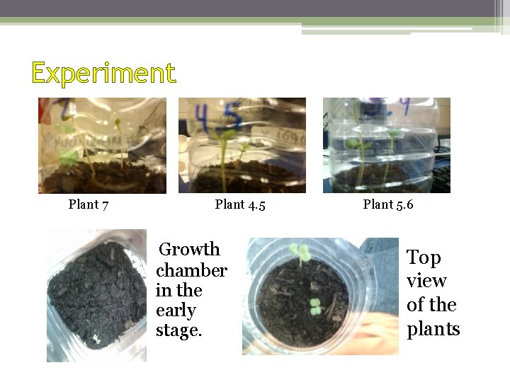 Experiment Plant 7 Plant 4. 5 Plant 5. 6 Growth chamber in the early