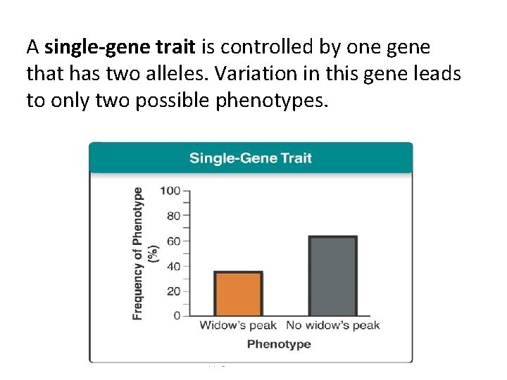 A single-gene trait is controlled by one gene that has two alleles. Variation in