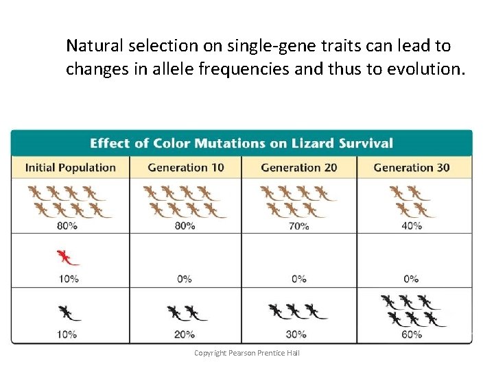 Natural selection on single-gene traits can lead to changes in allele frequencies and thus