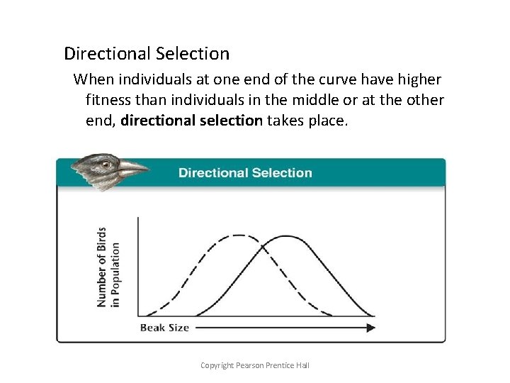 Directional Selection When individuals at one end of the curve have higher fitness than