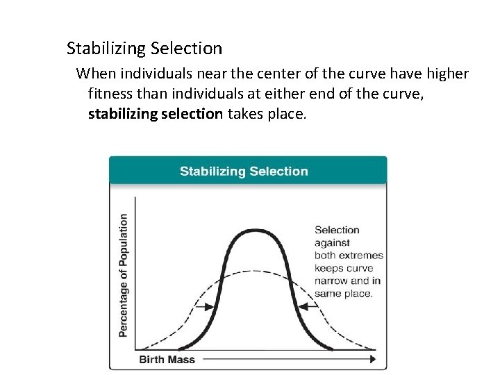 Stabilizing Selection When individuals near the center of the curve have higher fitness than