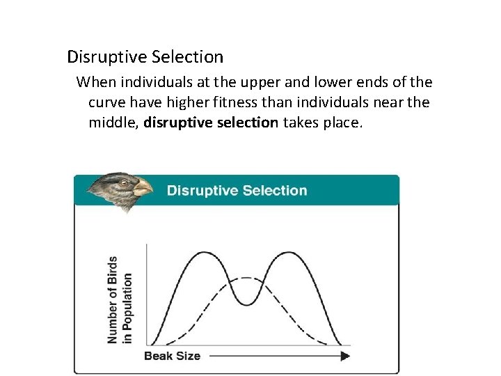 Disruptive Selection When individuals at the upper and lower ends of the curve have