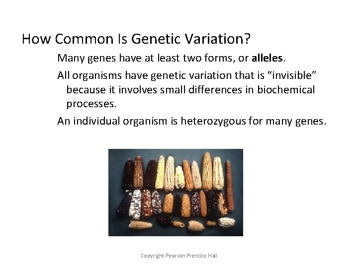 How Common Is Genetic Variation? Many genes have at least two forms, or alleles.