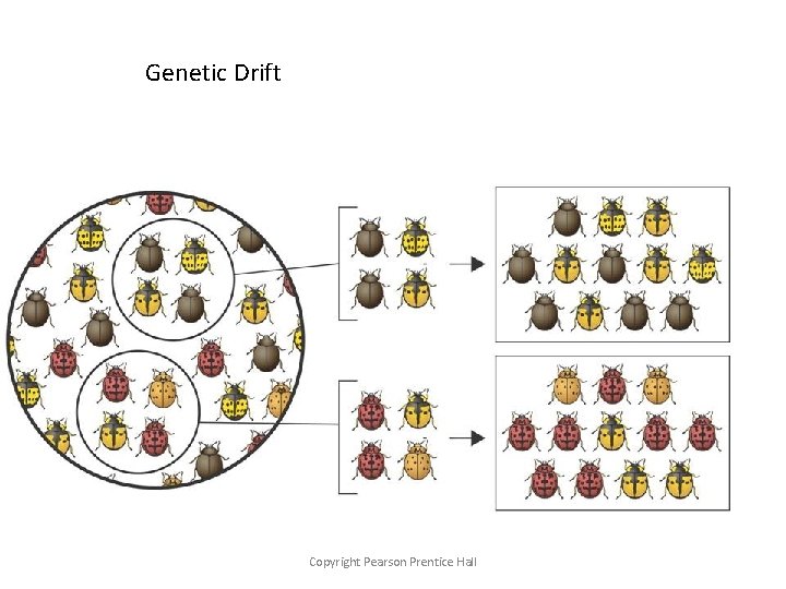 Genetic Drift Copyright Pearson Prentice Hall 