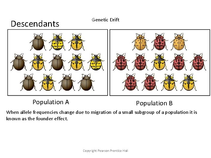 Descendants Genetic Drift Population A Population B When allele frequencies change due to migration