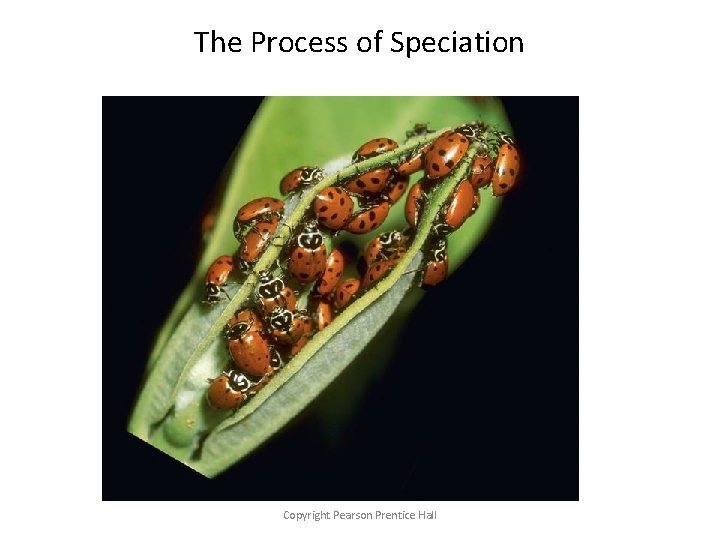 16 -3 The Process of Speciation Copyright Pearson Prentice Hall 
