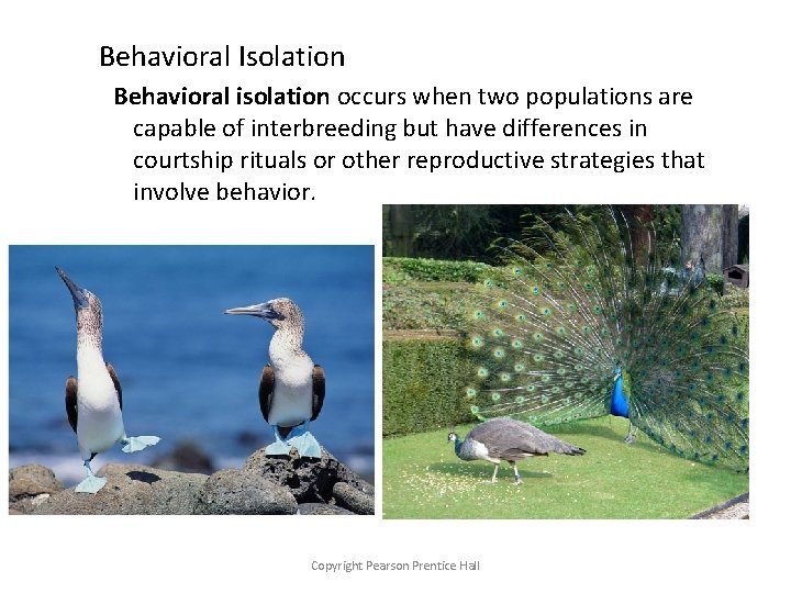 Behavioral Isolation Behavioral isolation occurs when two populations are capable of interbreeding but have