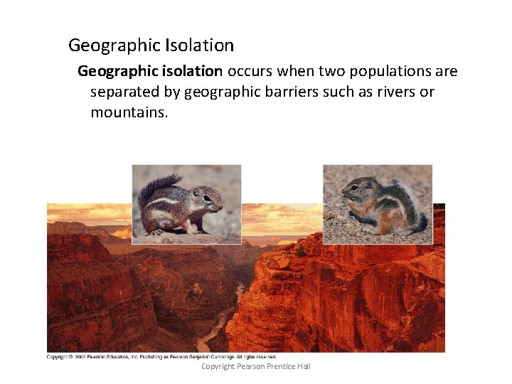 Geographic Isolation Geographic isolation occurs when two populations are separated by geographic barriers such