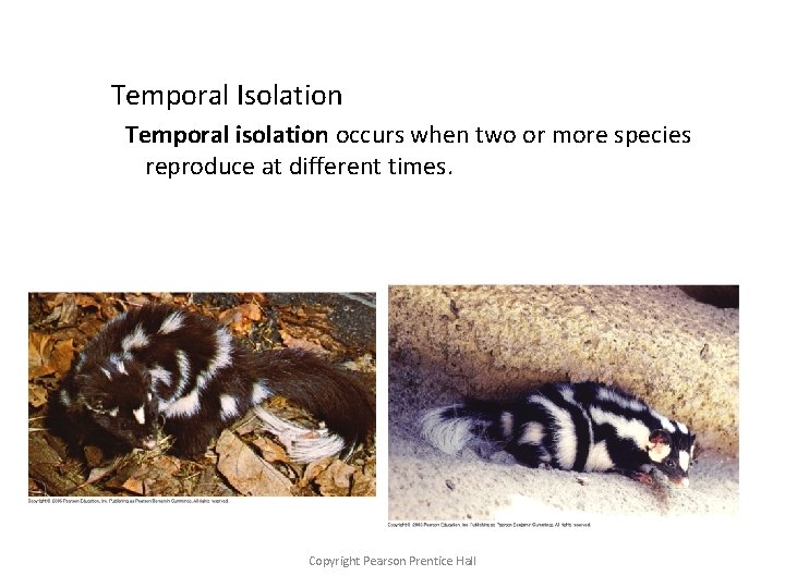 Temporal Isolation Temporal isolation occurs when two or more species reproduce at different times.