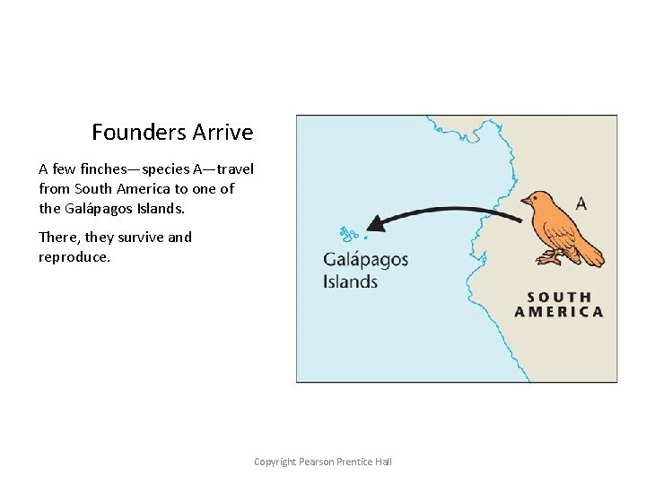 Founders Arrive A few finches—species A—travel from South America to one of the Galápagos