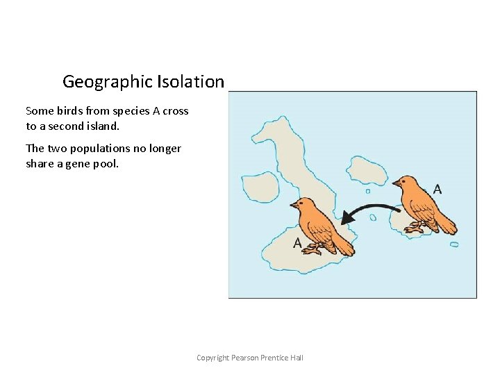 Geographic Isolation Some birds from species A cross to a second island. The two