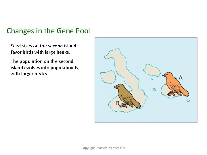 Changes in the Gene Pool Seed sizes on the second island favor birds with