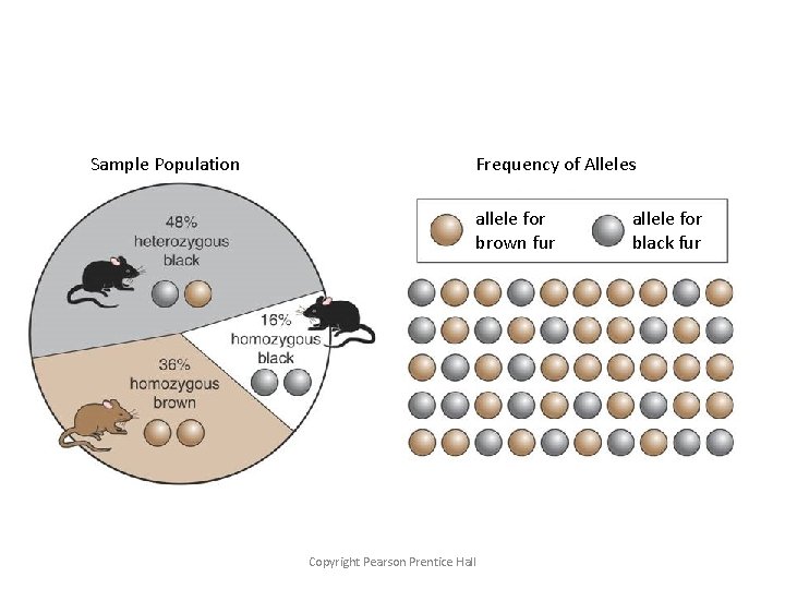 Sample Population Frequency of Alleles Gene Pool for Fur Color in Mice allele for