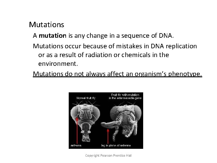Mutations A mutation is any change in a sequence of DNA. Mutations occur because