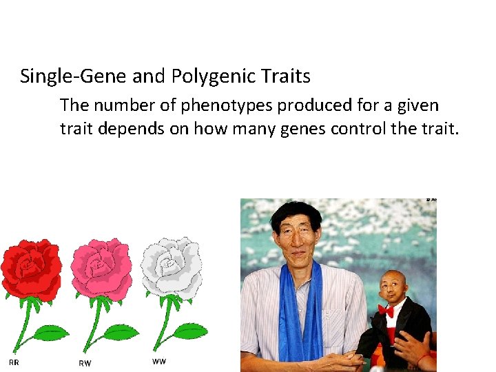 Single-Gene and Polygenic Traits The number of phenotypes produced for a given trait depends