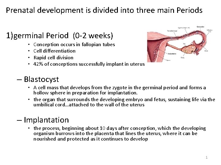 Prenatal development is divided into three main Periods 1)germinal Period (0 -2 weeks) •