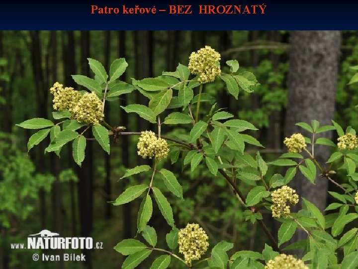 Patro keřové – BEZ HROZNATÝ 