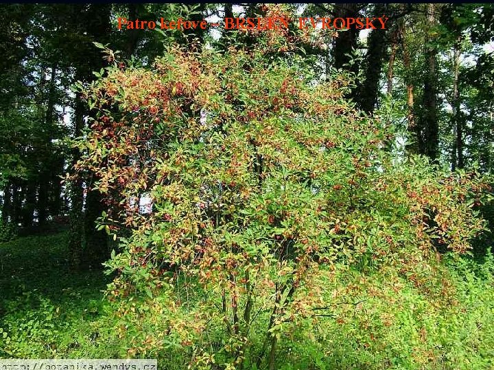 Patro keřové – BRSLEN EVROPSKÝ 