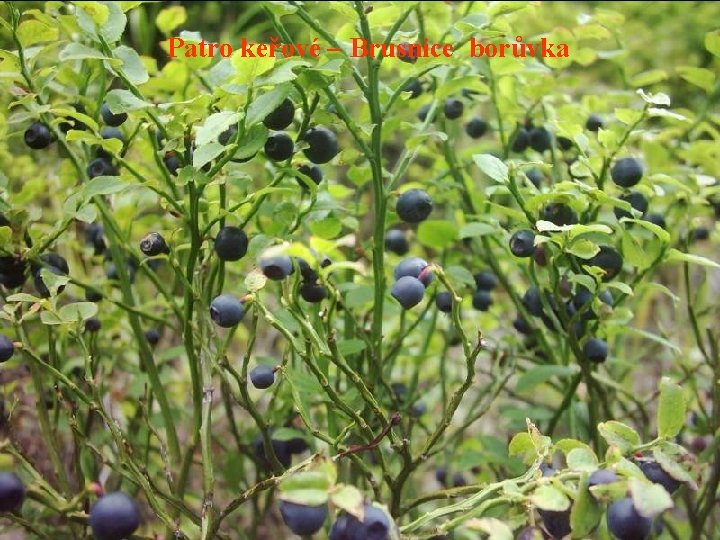 Patro keřové – Brusnice borůvka 