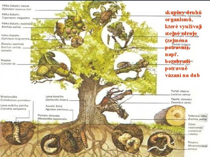 skupiny druhů organismů, které využívají stejné zdroje (zejména potravní), např. bezobratlí potravně vázaní na