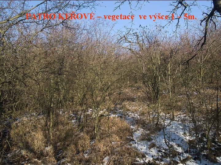 PATRO KEŘOVÉ – vegetace ve výšce 1 – 5 m. 