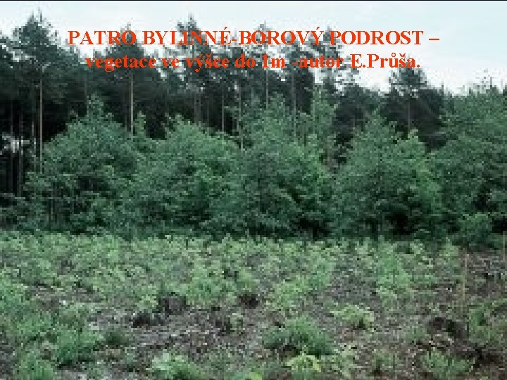 PATRO BYLINNÉ-BOROVÝ PODROST – vegetace ve výšce do 1 m -autor E. Průša. 