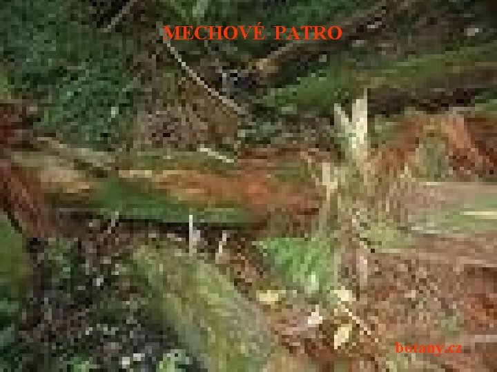 MECHOVÉ PATRO botany. cz 