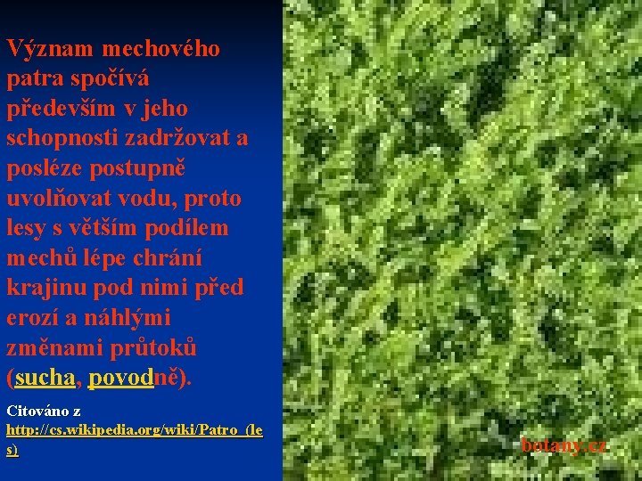 Význam mechového patra spočívá především v jeho schopnosti zadržovat a posléze postupně uvolňovat vodu,