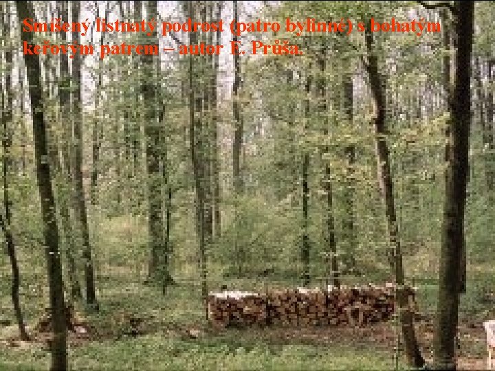 Smíšený listnatý podrost (patro bylinné) s bohatým keřovým patrem – autor E. Průša. 