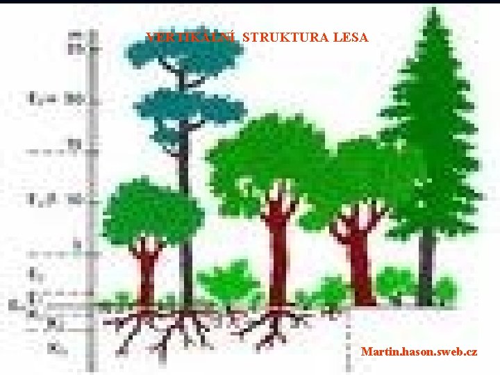 VERTIKÁLNÍ STRUKTURA LESA Martin. hason. sweb. cz 