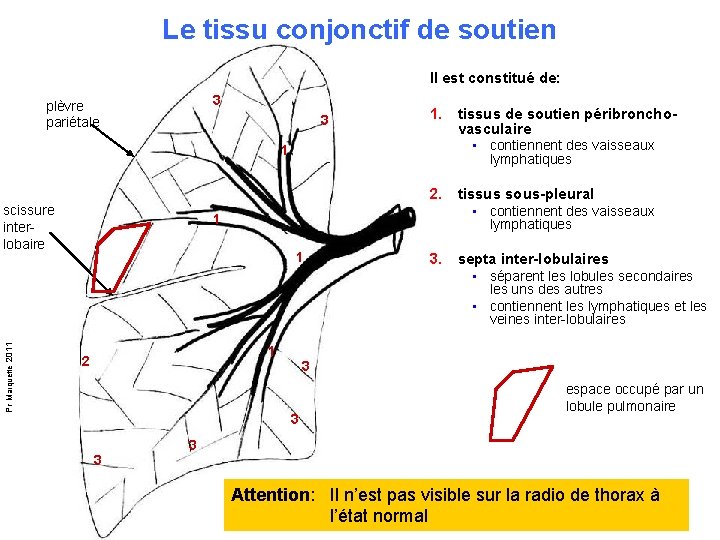 Le tissu conjonctif de soutien Il est constitué de: 3 plèvre pariétale 3 1.