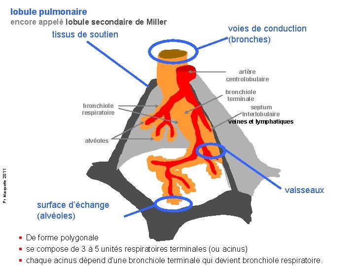 lobule pulmonaire encore appelé lobule secondaire de Miller tissus de soutien voies de conduction