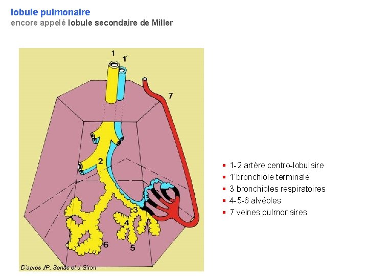 lobule pulmonaire encore appelé lobule secondaire de Miller § § § 1 -2 artère