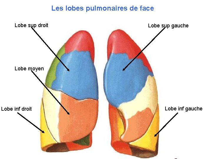 Les lobes pulmonaires de face Lobe sup droit Lobe sup gauche Lobe moyen Lobe