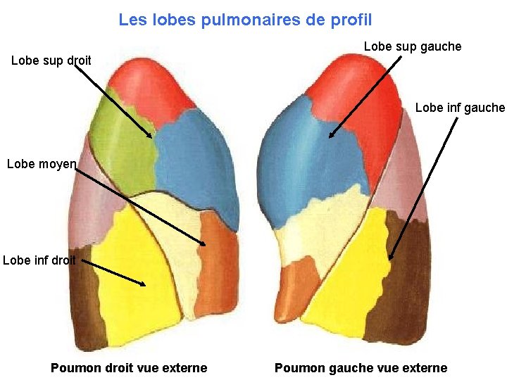 Les lobes pulmonaires de profil Lobe sup droit Lobe sup gauche Lobe inf gauche