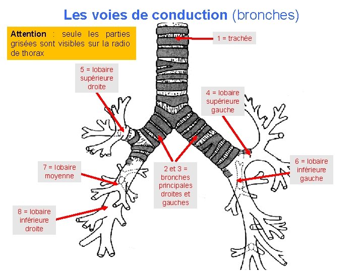 Les voies de conduction (bronches) Attention : seule les parties grisées sont visibles sur