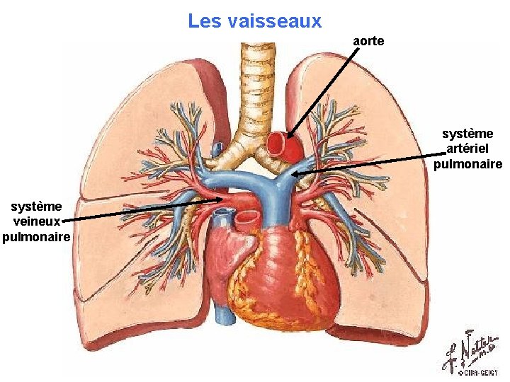 Les vaisseaux aorte système artériel pulmonaire système veineux pulmonaire 