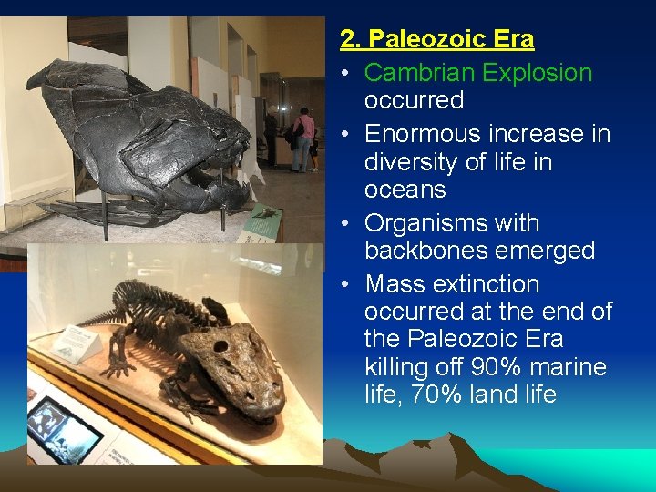 2. Paleozoic Era • Cambrian Explosion occurred • Enormous increase in diversity of life