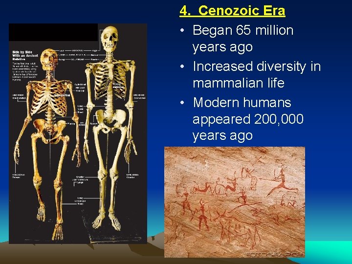 4. Cenozoic Era • Began 65 million years ago • Increased diversity in mammalian