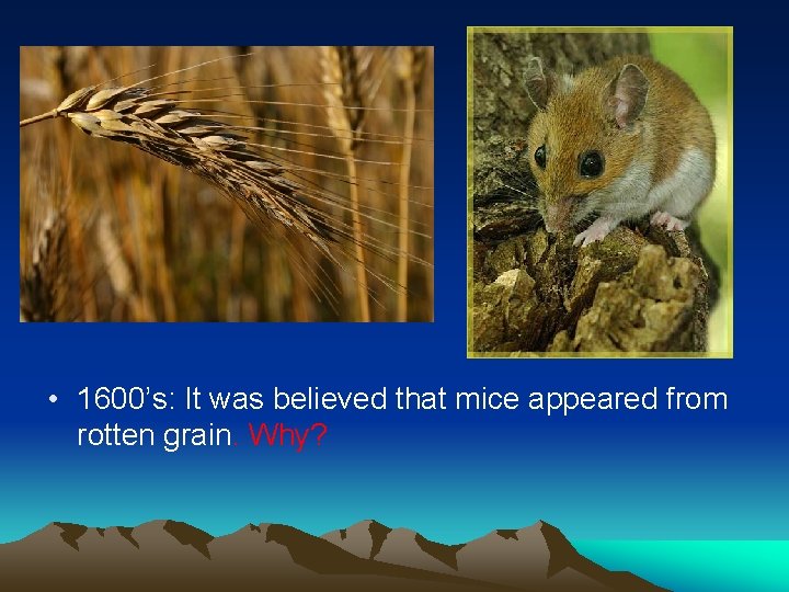  • 1600’s: It was believed that mice appeared from rotten grain. Why? 