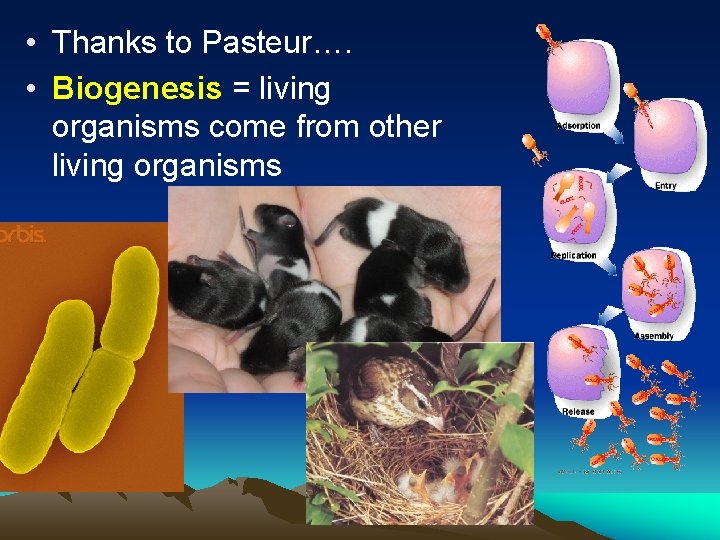  • Thanks to Pasteur…. • Biogenesis = living organisms come from other living